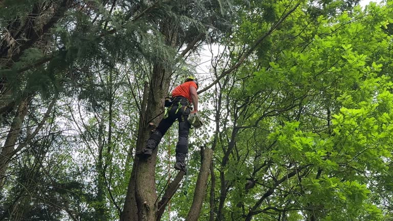 Westminster, TX Tree Removal and Landscaping Services Company